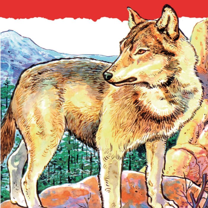 Croc-blanc.jpg Croc-blanc.jpg